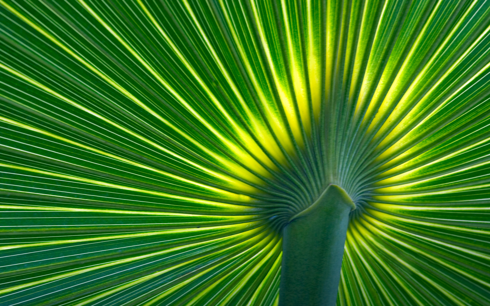 Palm Frond Wallpaper