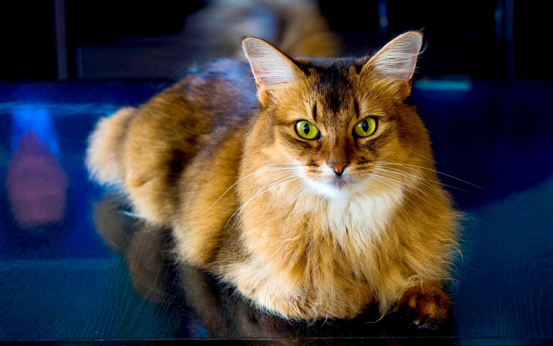 A close-up of a brown cat with striking green eyes, resting calmly on a reflective surface, featured in an HD PC desktop wallpaper.