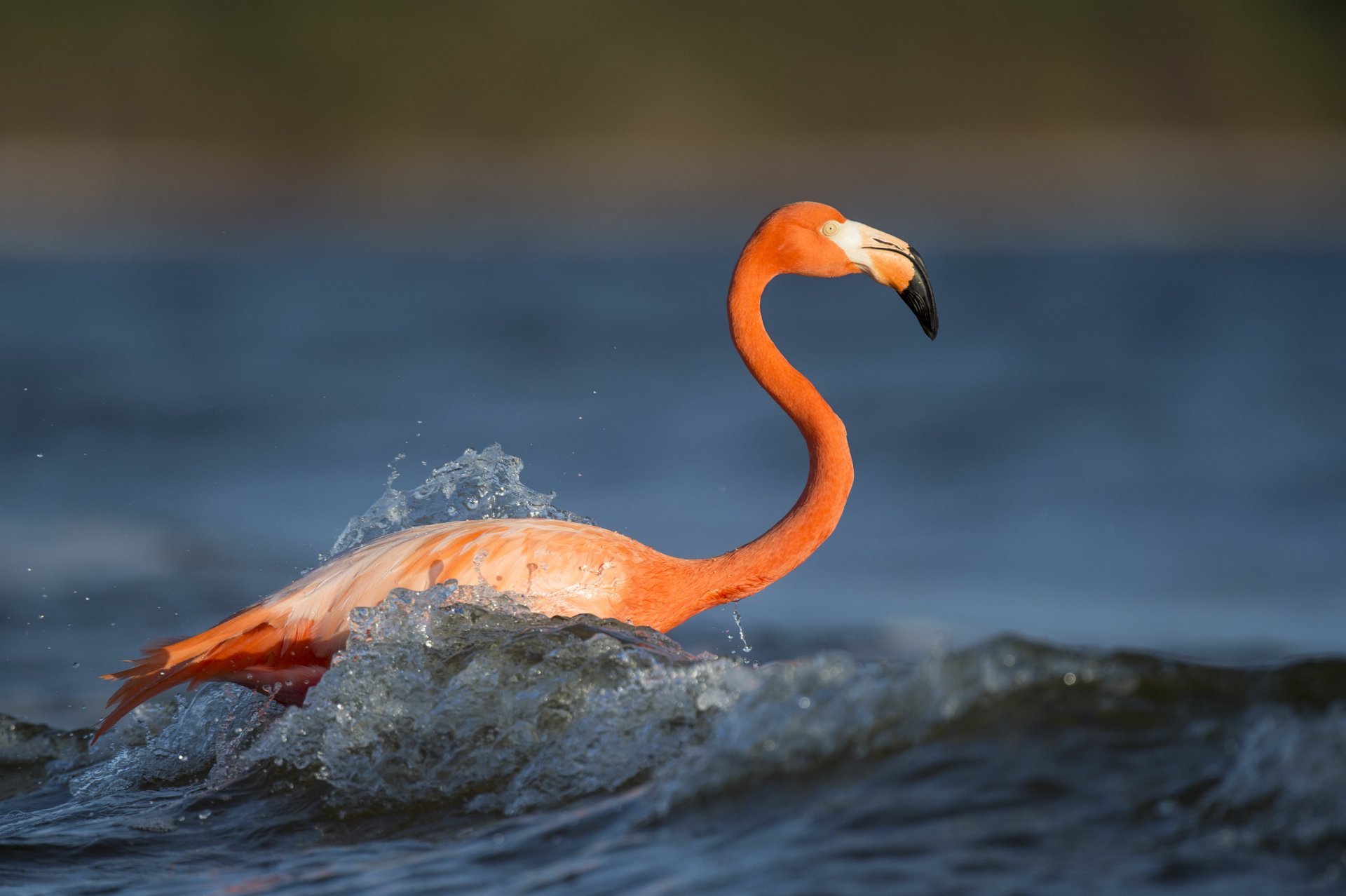 A vibrant flamingo wading through water, captured in sharp detail as a 4K Ultra HD PC desktop wallpaper showcasing this striking bird in its natural habitat.