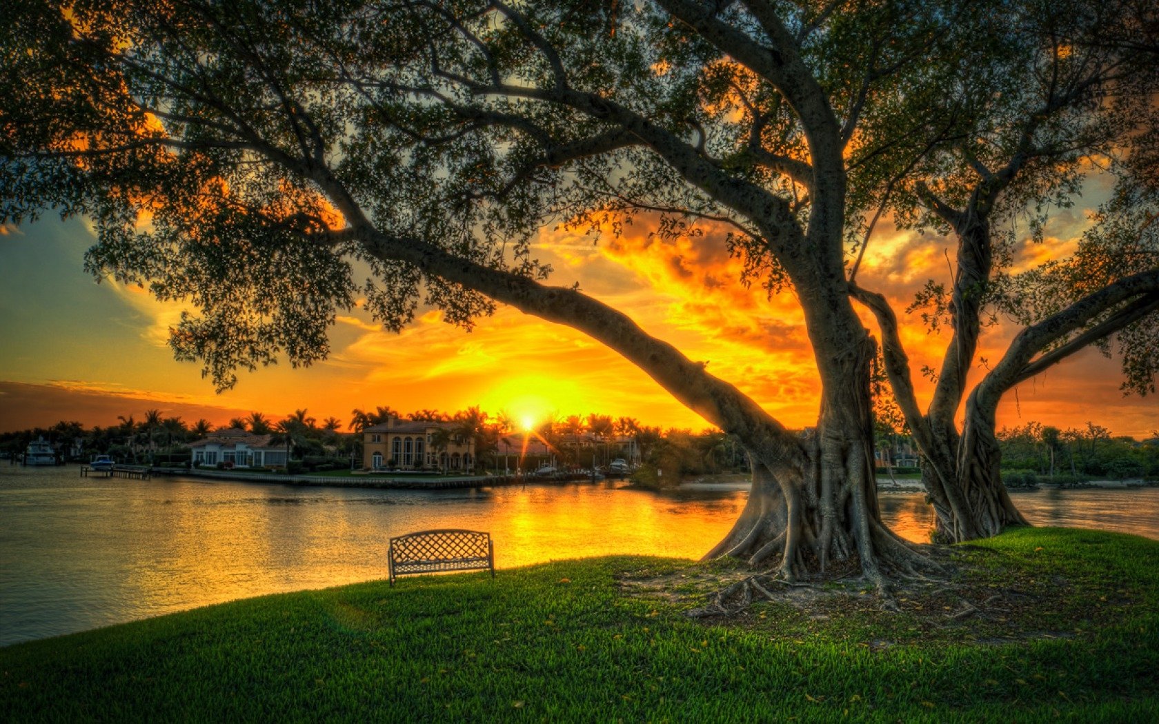 21,867 Banyan Tree Roots Royalty-Free Images, Stock Photos & Pictures |  Shutterstock