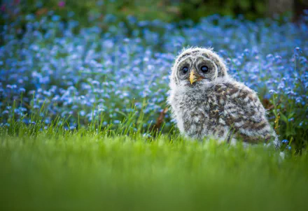A barred owl chick stands on green grass with blurred blue flowers in the background, captured in HD for a natural PC desktop wallpaper.