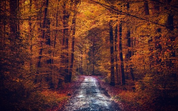 Earth Fall Dirt Road Nature Forest Tree HD Wallpaper | Background Image