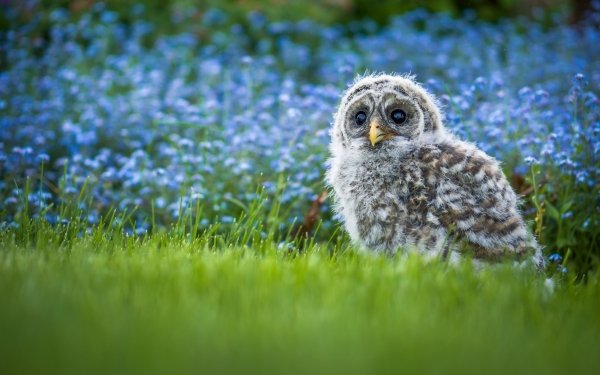 Animal Barred Owl Birds Owls Owl Bird Grass Blue Flower Blur HD Wallpaper | Background Image