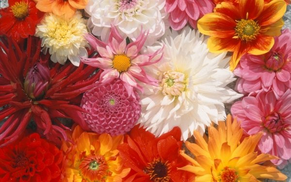 Earth Flower Flowers Colors Colorful Red Flower White Flower Orange Flower Pink Flower HD Wallpaper | Background Image