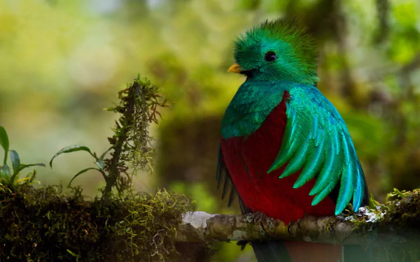 Little Bird on Branch