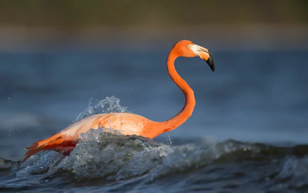 A vibrant flamingo wading through water, captured in sharp detail as a 4K Ultra HD PC desktop wallpaper showcasing this striking bird in its natural habitat.