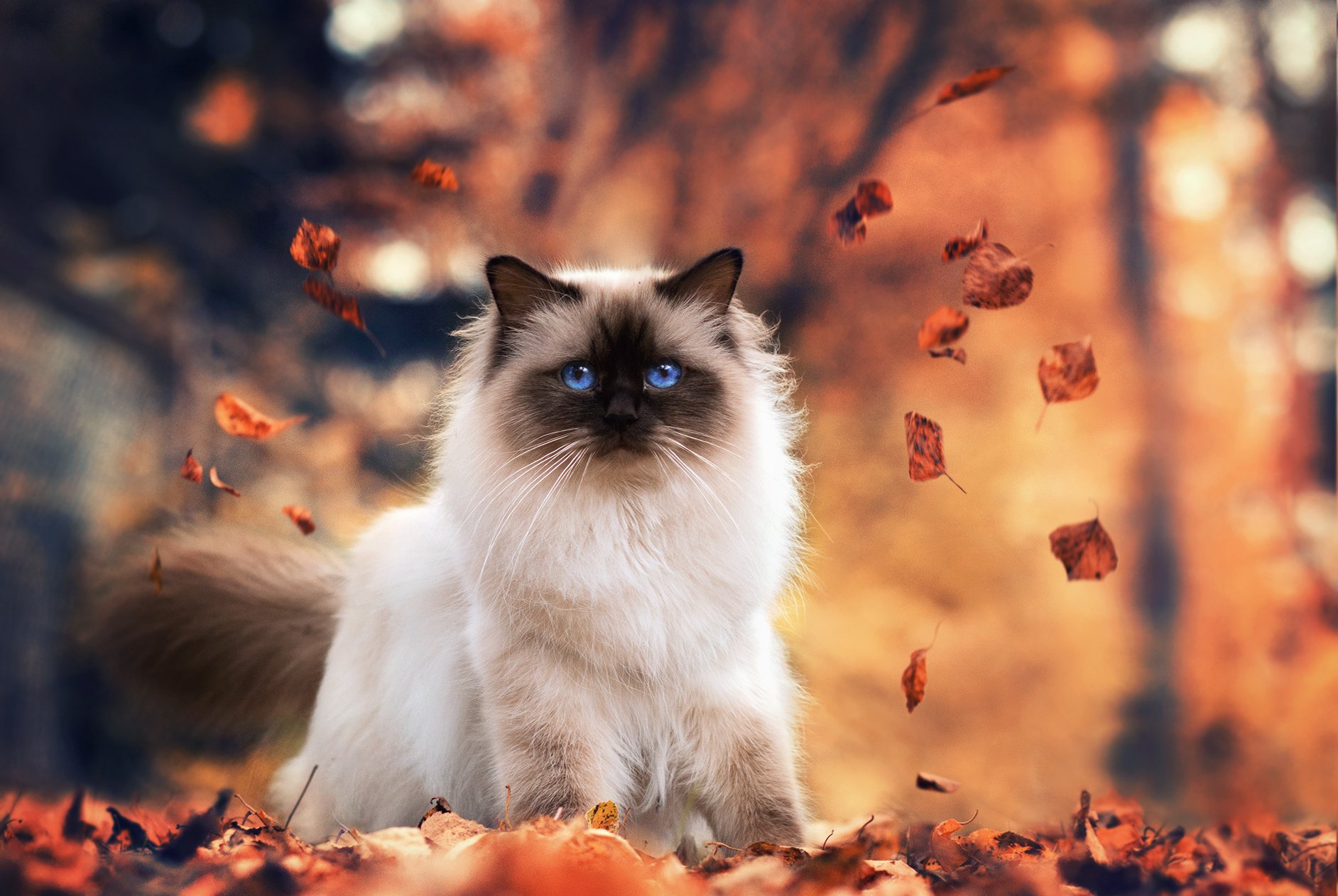 HD desktop wallpaper of a Himalayan cat with striking blue eyes surrounded by autumn leaves in a warm, blurred forest setting.