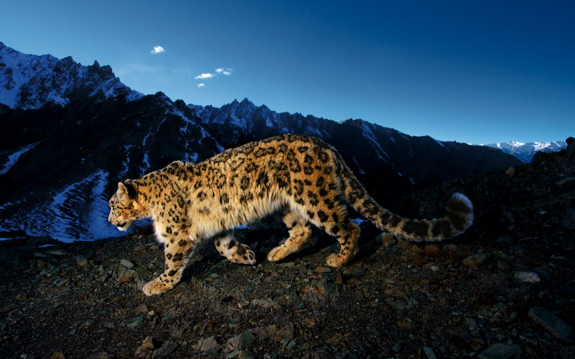 HD desktop wallpaper featuring a majestic snow leopard walking against a twilight mountain backdrop.