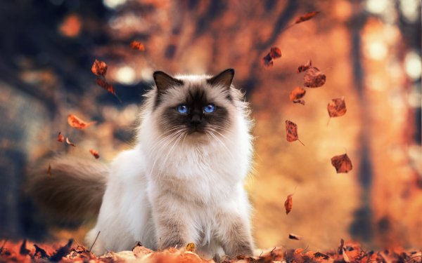 10+ Himalayan Cat HD Wallpapers | Background Images