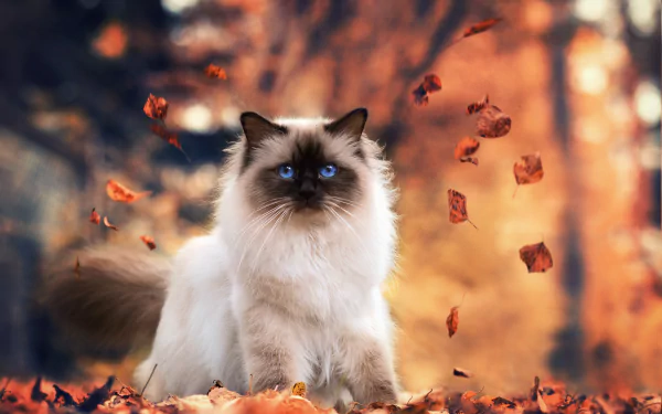 HD desktop wallpaper of a Himalayan cat with striking blue eyes surrounded by autumn leaves in a warm, blurred forest setting.