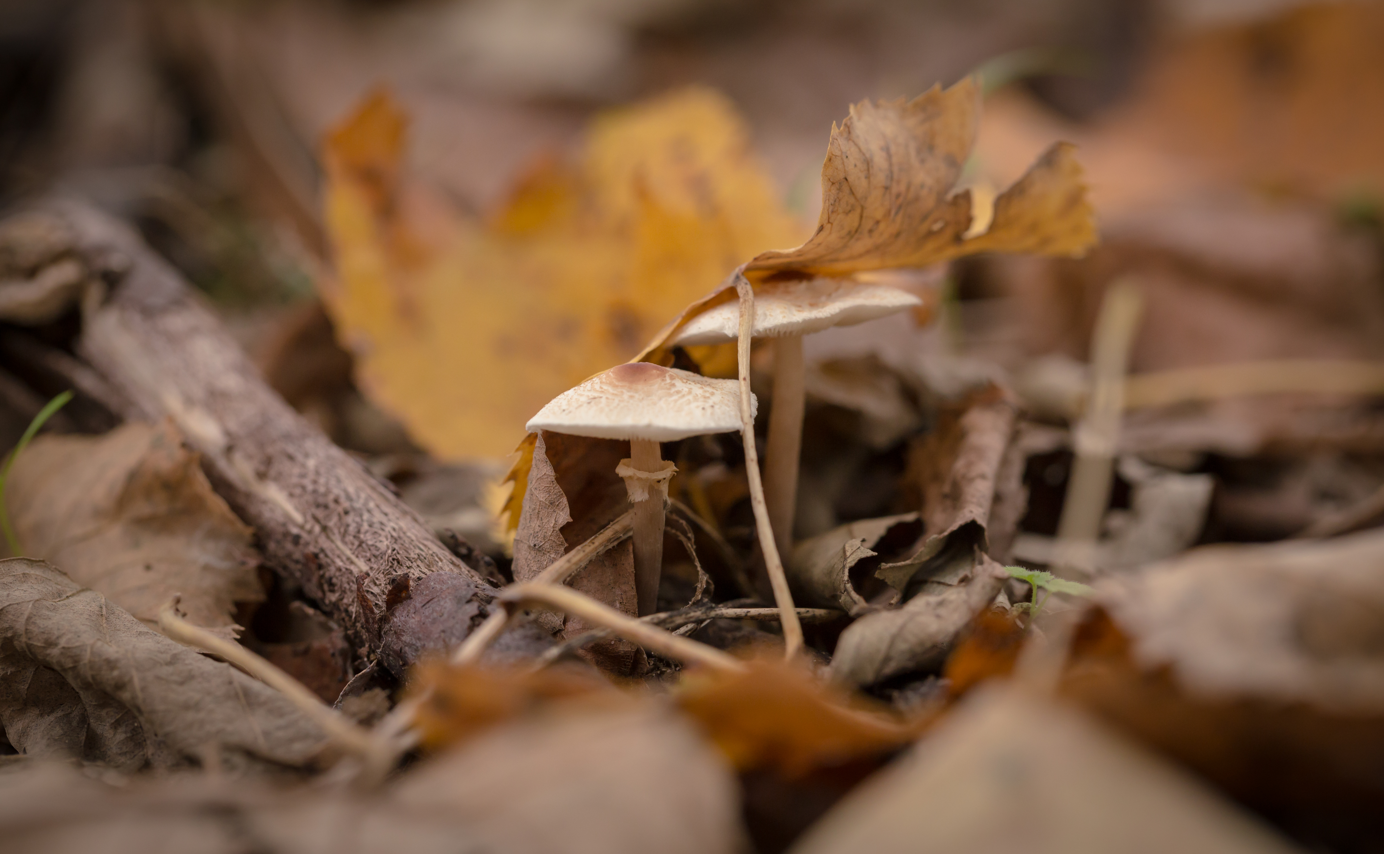 Размытый грунт. Сухие листья в лесу. Осень крупным планом. Осень сухие листья с грибами. Осень крупным планом фото.