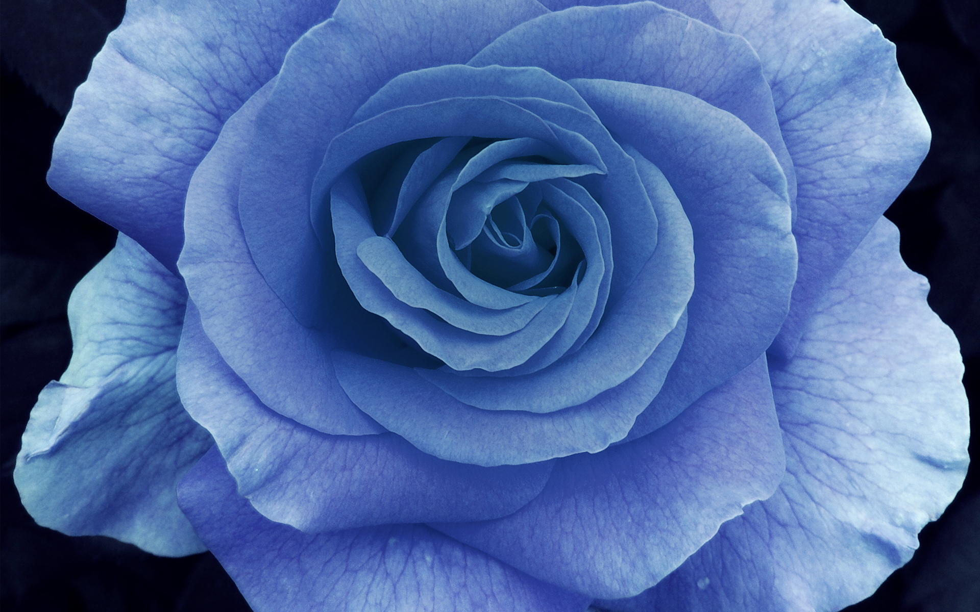 10+ Blue Rose HD Wallpapers and Backgrounds