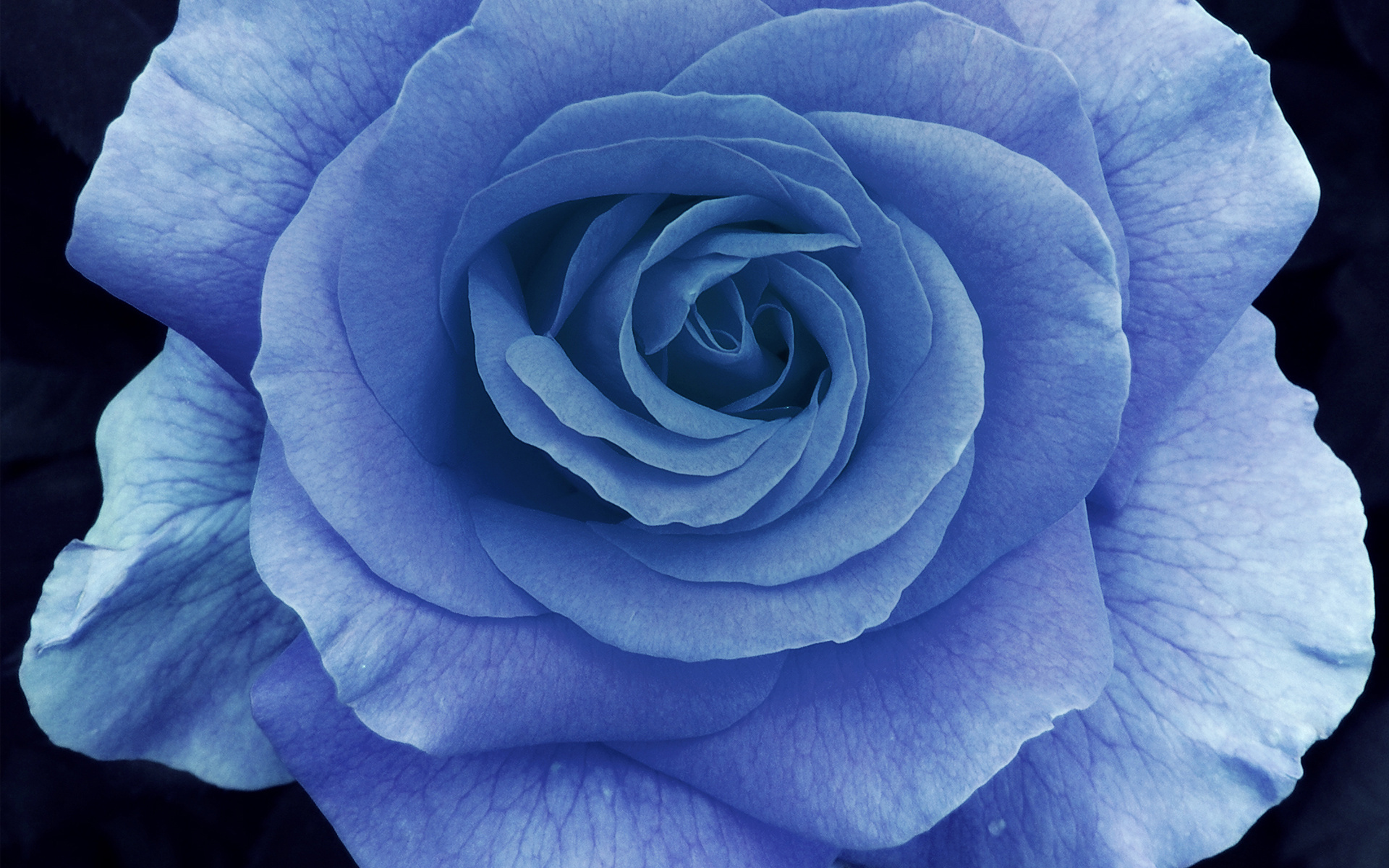 Light Blue  Rose  HD Wallpaper Background Image 1920x1200