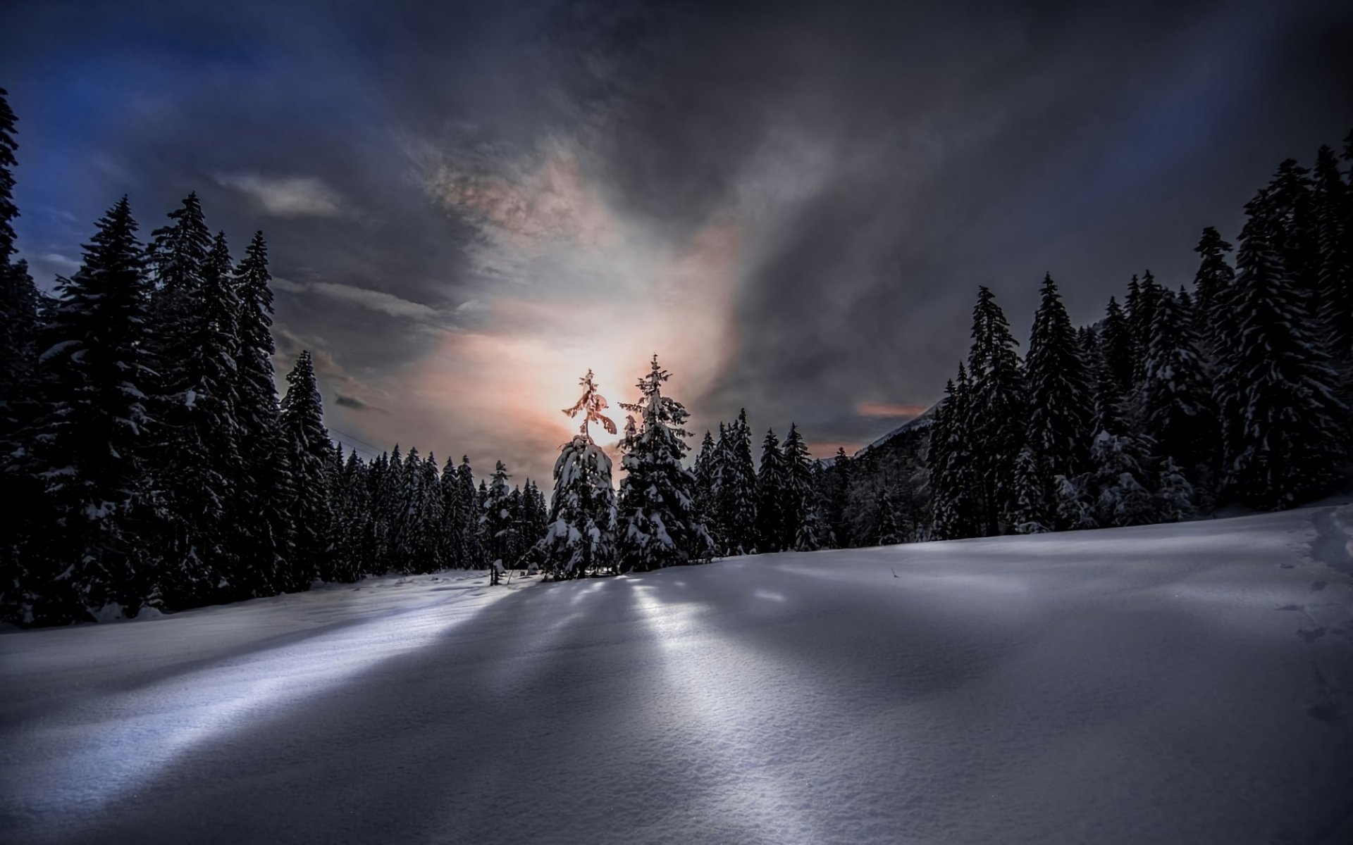 Night in Winter Forest HD Wallpaper | Background Image | 1920x1200