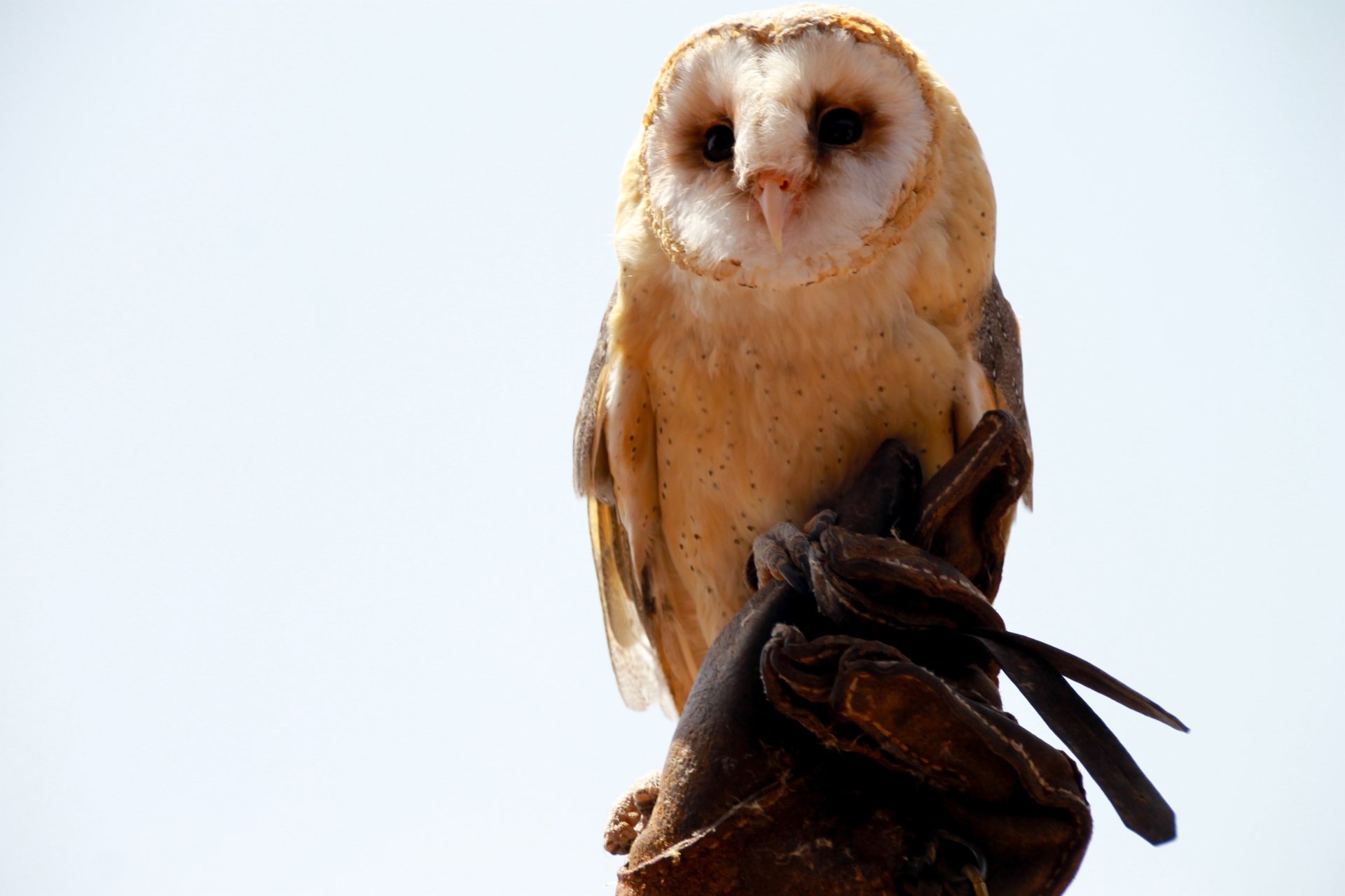 Barn owl (bird, animal) perched on a gloved hand against a pale sky — 4K Ultra HD PC desktop wallpaper and background