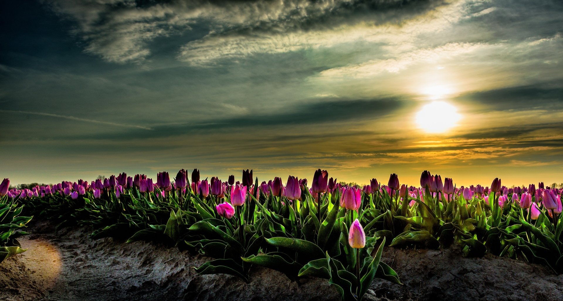 Download Nature Sun Sky Field Pink Flower Flower Tulip HD Wallpaper ...