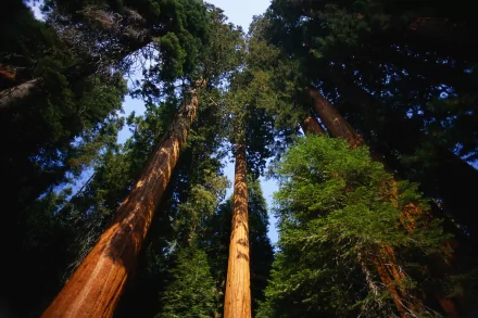 HD wallpaper of towering trees in a lush forest, reaching towards the sky with vibrant blue peeking through the dense greenery.