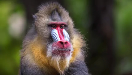 primate monkey Animal mandrill HD Desktop Wallpaper | Background Image