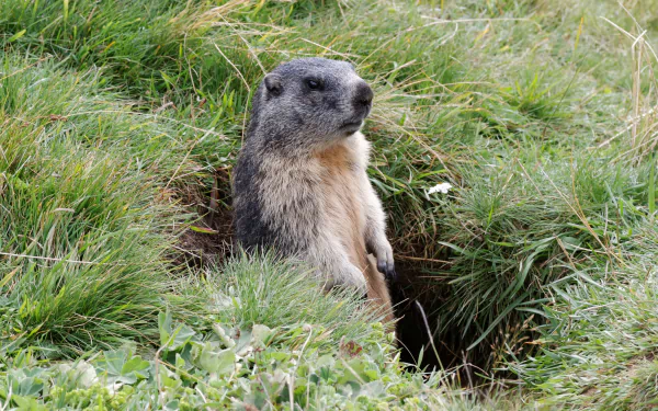 grass rodent Animal marmot HD Desktop Wallpaper | Background Image