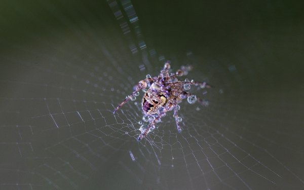 Animal Spider Spiders Spider Web Macro Water Drop Arachnid HD Wallpaper | Background Image