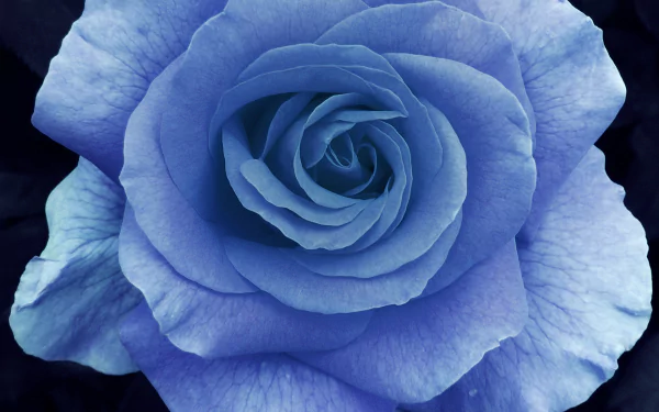  Light Blue Rose