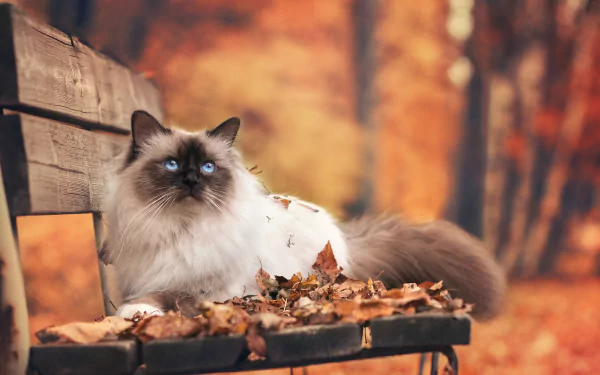 Himalayan cat with blue eyes lies on a leaf-strewn bench in a golden fall forest — HD PC desktop wallpaper background.