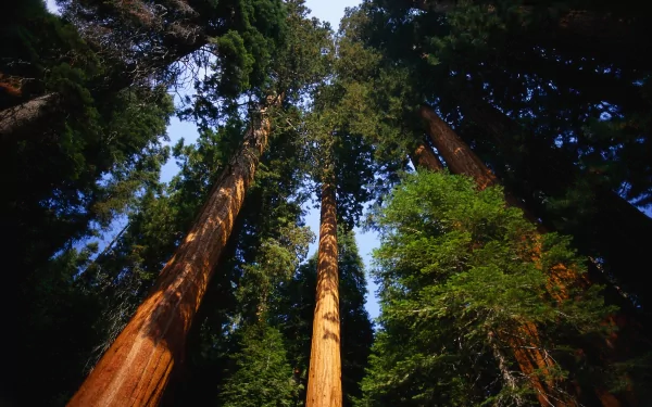 HD wallpaper of towering trees in a lush forest, reaching towards the sky with vibrant blue peeking through the dense greenery.