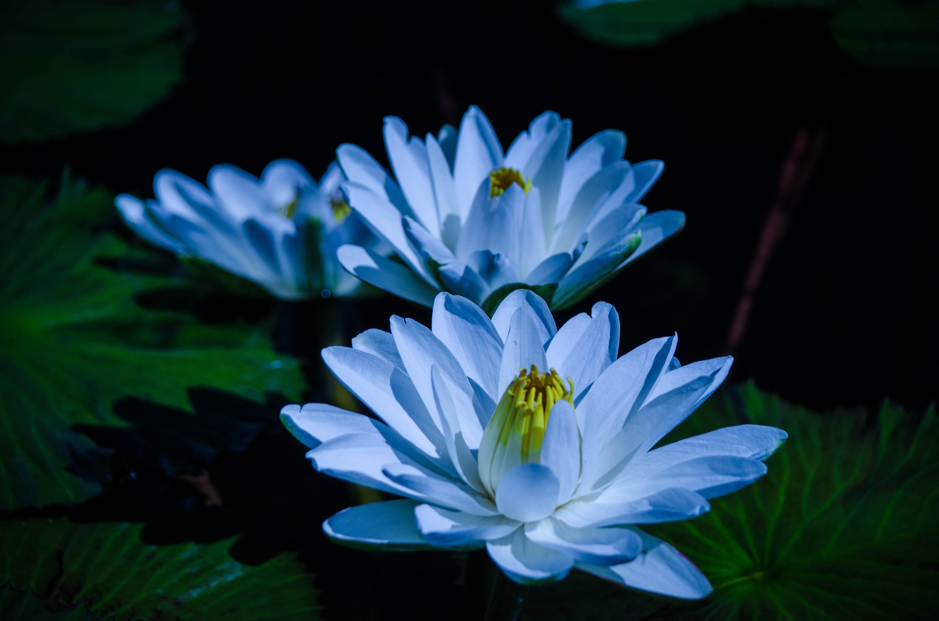HD Blue Water Lily Wallpapers Peakpx | atelier-yuwa.ciao.jp