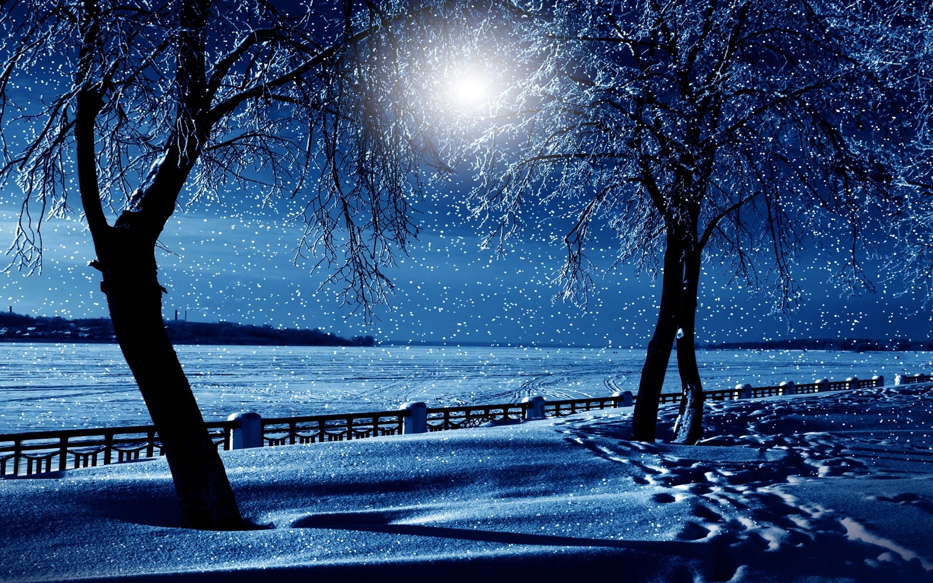 Download Blue Snowfall Night Tree Snow Nature Winter  HD Wallpaper