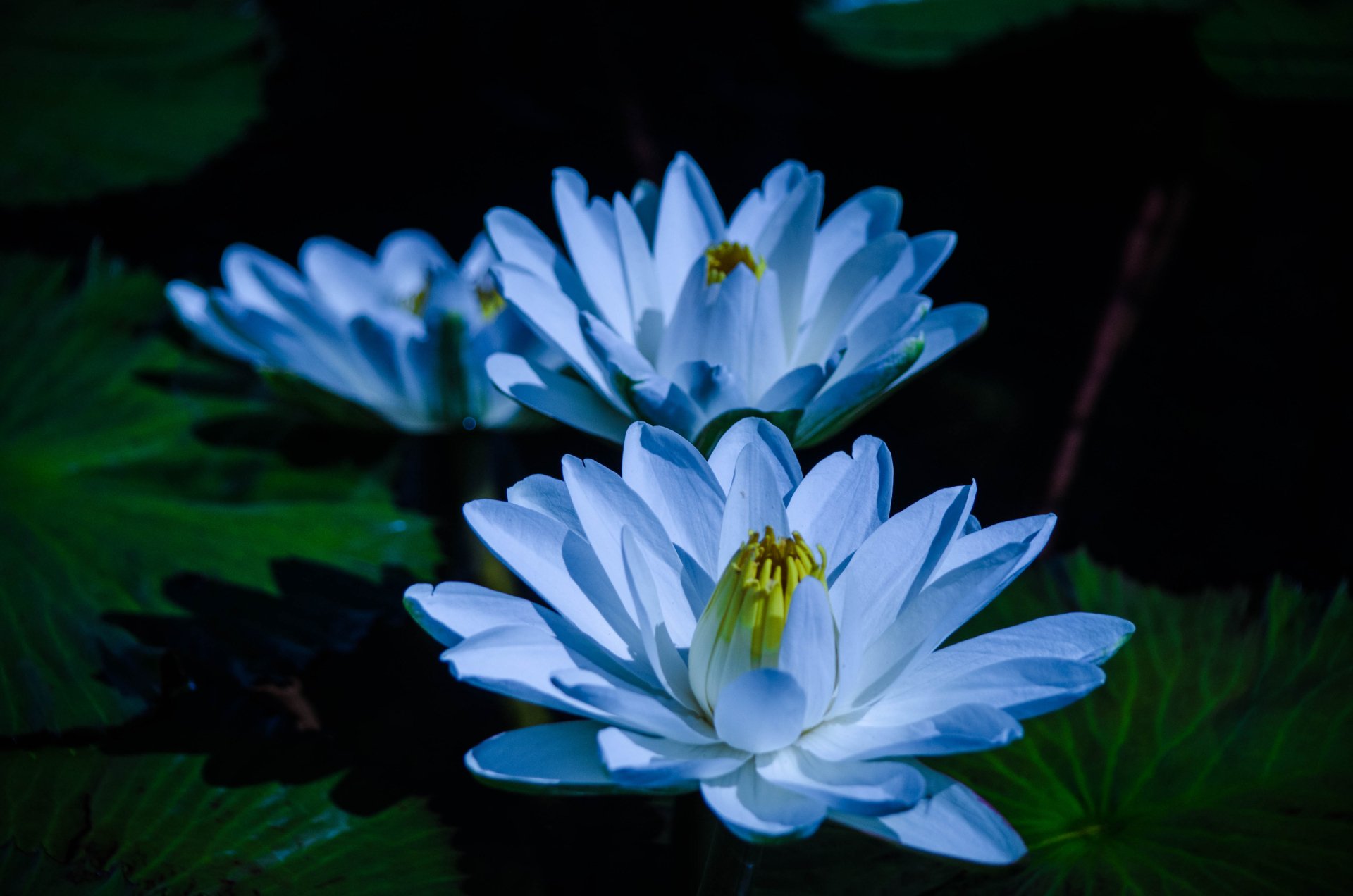 33,600+ Blue Water Lily Stock Photos, Pictures & Royalty-Free Images -  iStock