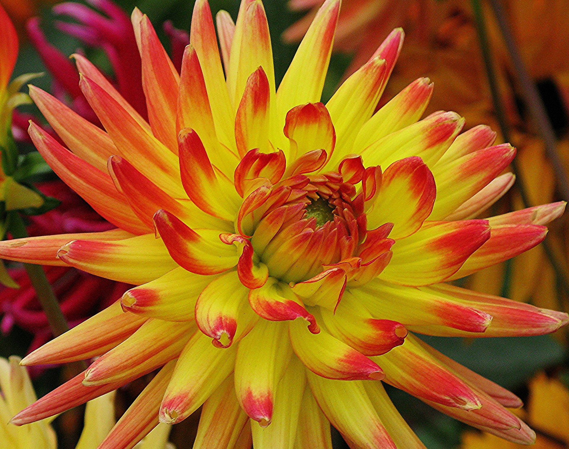 Yellow and Orange Dahlia