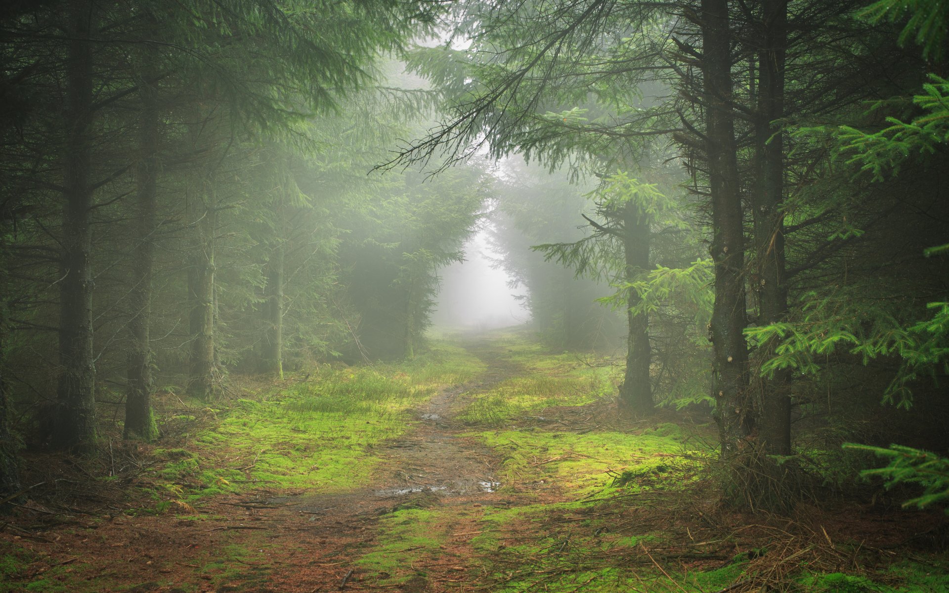 Path In Misty Green Forest 4k Ultra Hd Wallpaper Background Image
