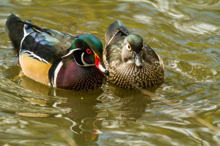  Male and Female Wood Ducks