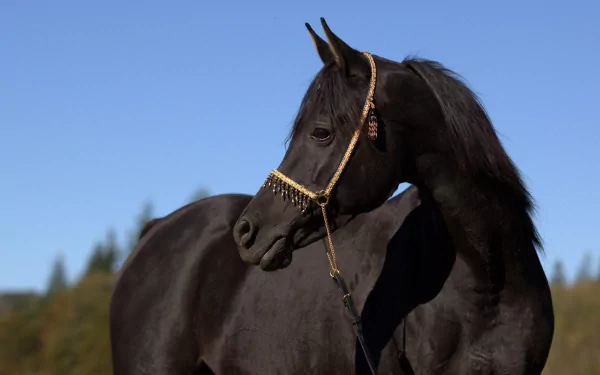 HD desktop wallpaper featuring a sleek black horse with a decorative bridle against a clear blue sky and blurred natural background.