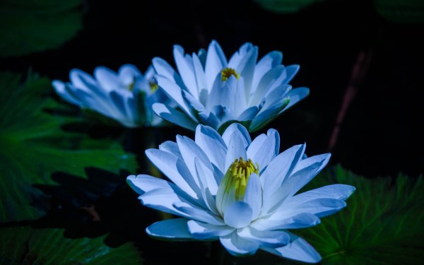Nature Water Lily Flowers Flower Blue Flower HD Wallpaper | Background Image