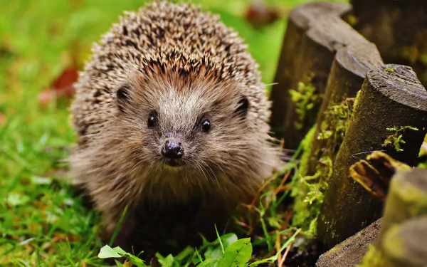 Animal hedgehog HD Desktop Wallpaper | Background Image
