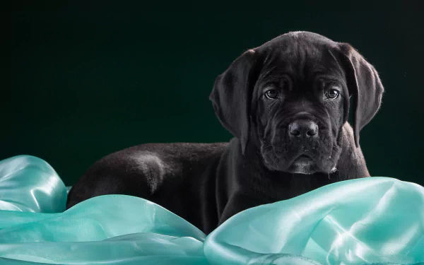 HD desktop wallpaper of a black Cane Corso mastiff puppy lying on a silky turquoise fabric, showcasing its distinctive muzzle and expressive eyes.