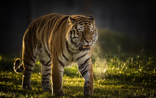 A majestic tiger walks through a sunlit field, showcasing its striking orange and black stripes, creating a captivating HD desktop wallpaper and background.