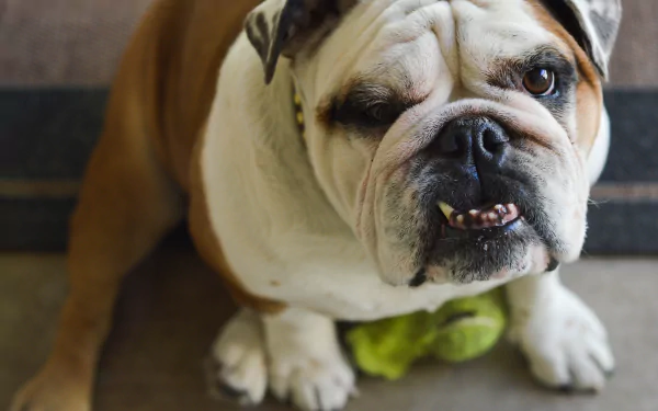 muzzle dog Animal bulldog HD Desktop Wallpaper | Background Image