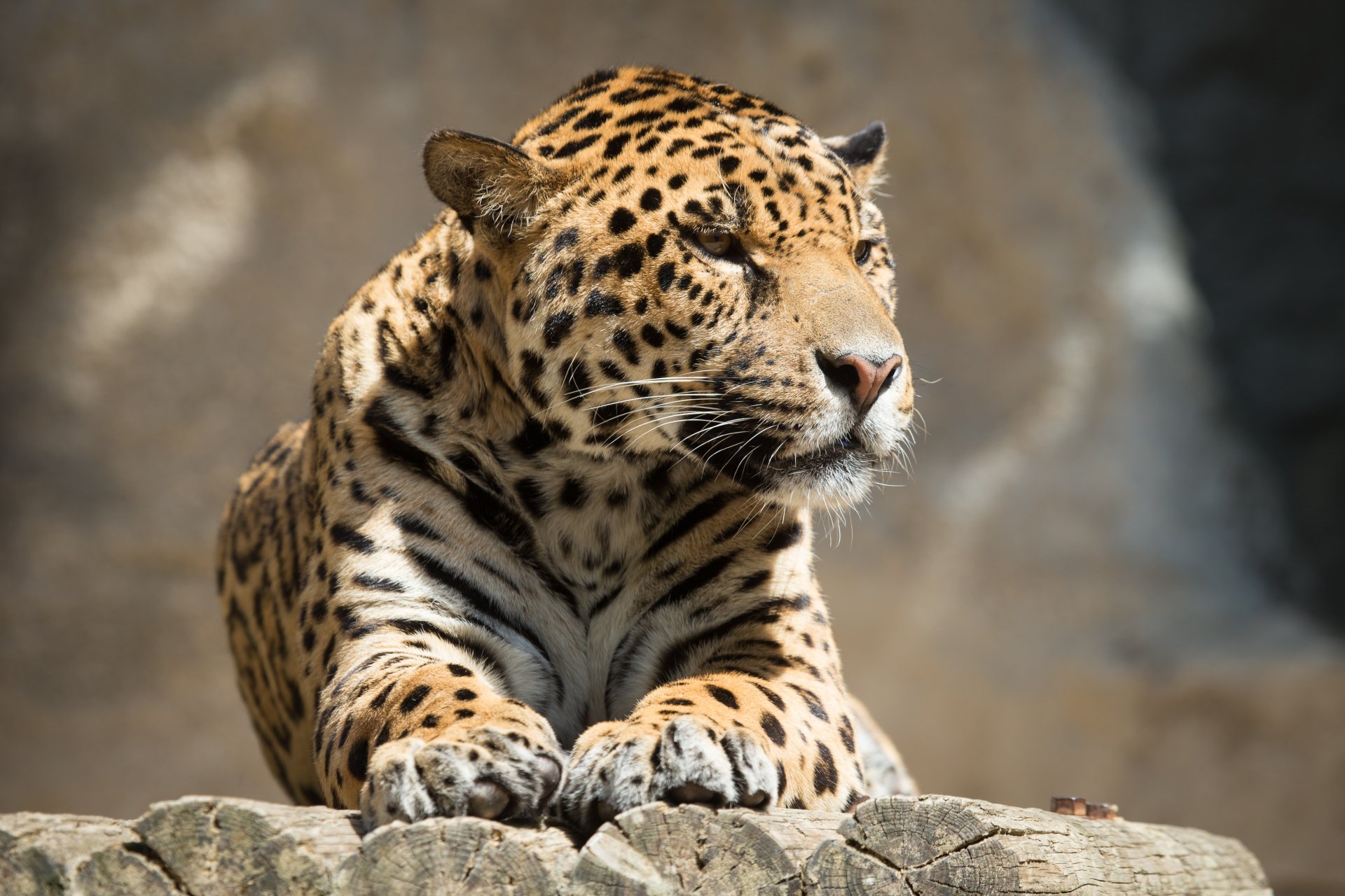 Animal Jaguar 4k Ultra Hd Wallpaper