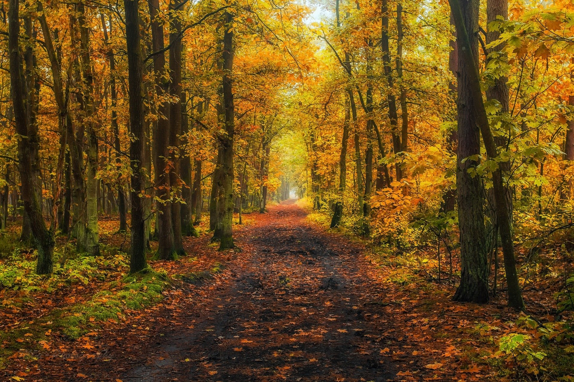 Autumn Forest Path HD Wallpaper – Serene Dirt Road Through Fall Trees ...