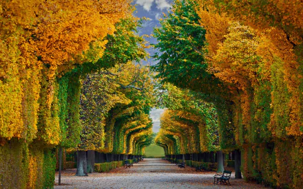 Autumn view of tree-lined avenue in the man-made gardens of Schonbrunn Palace, Vienna, Austria, captured as an HD desktop wallpaper background.