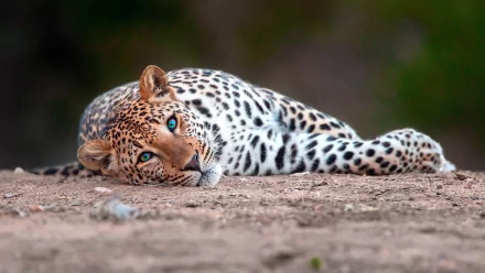 resting Animal leopard HD Desktop Wallpaper | Background Image