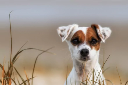 HD PC desktop wallpaper: close-up of a Jack Russell Terrier's muzzle and alert face peering through dune grasses, animal portrait on a soft blurred background.