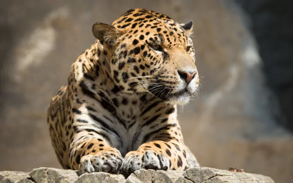Close-up of a resting jaguar with detailed fur patterns, captured in stunning 4K Ultra HD quality for a vivid PC desktop wallpaper.