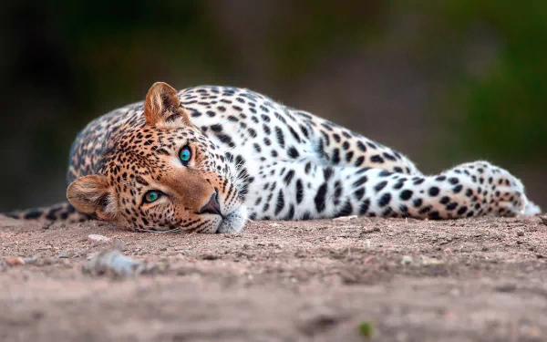 A resting leopard with striking blue eyes lies on the ground, captured in a high-definition image suitable as a PC desktop wallpaper and background.