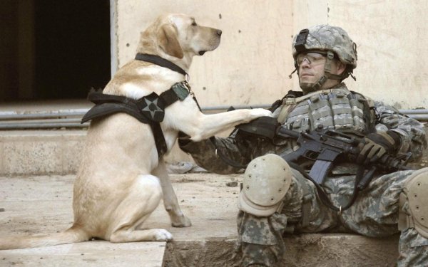 Military Soldier Dog HD Wallpaper | Background Image