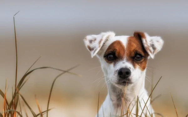 HD PC desktop wallpaper: close-up of a Jack Russell Terrier's muzzle and alert face peering through dune grasses, animal portrait on a soft blurred background.