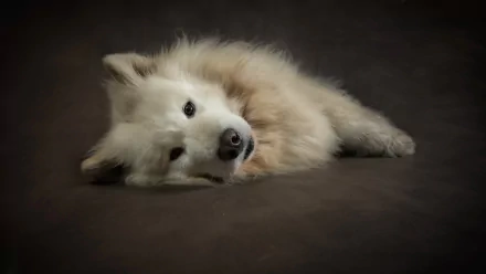  Pretty Dog