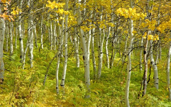 Earth Birch Forest Fall HD Wallpaper | Background Image